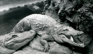 To amerikanske alligatorer i London Zoo, juli 1914 av Frederick William Bond