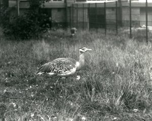 To arabiske bustards stående i innhegningen deres i London Zoo, september 1927 av Frederick William Bond