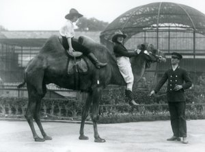 To cowgirls poserer på en baktrisk kamel, som holdes av keeperen, under et besøk i London Zoo i 1924 av Frederick William Bond