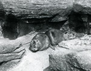 To Coypuer hviler blant steiner i innhegningen deres i London Zoo, april 1925 av Frederick William Bond