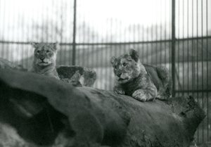 To løveunger, som var født i menasjeriet, i innhegningen deres i London Zoo, april 1924 av Frederick William Bond