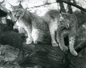To Northern Lynx, en sittende og en stående, på en gren, London Zoo, oktober 1925 av Frederick William Bond