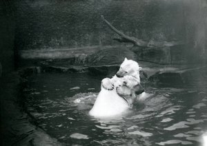 To isbjørner, inkludert en ung, klemmer og leker i et basseng i London Zoo, juni 1922 av Frederick William Bond