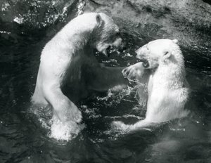 To isbjørner boltret seg i bassenget deres i London Zoo i 1926 av Frederick William Bond