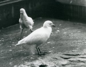 To Snøhvite kjederebber som står og går på bakken i London Zoo, august 1927 av Frederick William Bond
