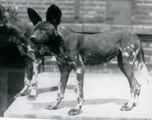 To somaliske villhunder i London Zoo, juli 1925 av Frederick William Bond