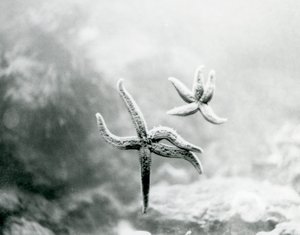 To sjøstjerner, på akvarieglasset, som viser undersiden i London Zoo i mars 1925 av Frederick William Bond
