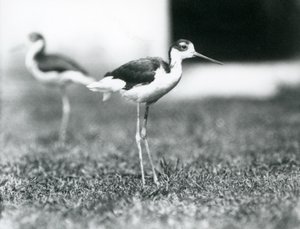 To svarthalsede stylter stående på gress, London Zoo, juli 1925 av Frederick William Bond