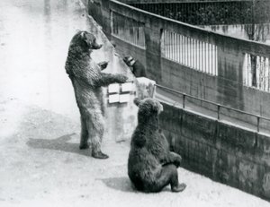 To brune bjørner, en stående på bakbena og en sittende, ser ned fra Mappin Terraces, London Zoo, juli 1925 av Frederick William Bond