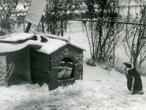 To truede svartfotpingviner ser ut av reirkassen deres i snøen, mens en annen ser på, London Zoo, 1924 av Frederick William Bond