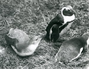 To unge og en voksen svartfot Jackass afrikanske pingviner, sittende og liggende på gress, i London Zoo april 1925 av Frederick William Bond