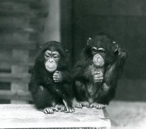 To unge sjimpanser sitter på en trekasse, London Zoo av Frederick William Bond