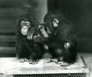 To unge sjimpanser sitter på en trekasse, London Zoo, 1924 av Frederick William Bond
