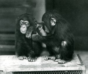 To unge sjimpanser sitter på en trekasse. Den ene sitter stille mens den andre steller pelsen, London Zoo av Frederick William Bond