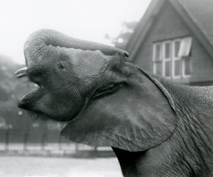 Ung afrikansk elefant Kiberenge løfter snabelen og ringer, London Zoo, august 1925 av Frederick William Bond