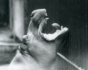 Ung flodhest Bobbie i London Zoo, 1927 av Frederick William Bond