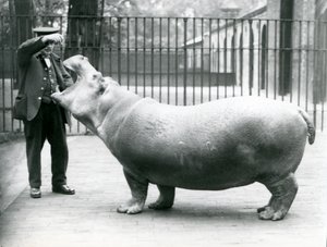 Ung flodhest Bobbie med keeper Ernie Bowman, London Zoo, juli 1923 (bw-bilde) av Frederick William Bond