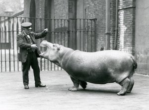 Ung flodhest Bobbie med keeper Ernie Bowman, London Zoo, juli 1923 (bw-bilde) av Frederick William Bond
