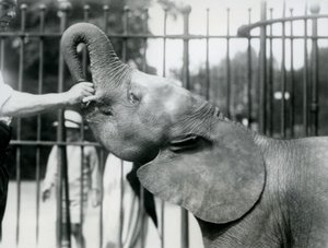 Ung kvinnelig afrikansk pygmeelefant Oojah blir gitt en godbit, London Zoo, juli 1925 av Frederick William Bond