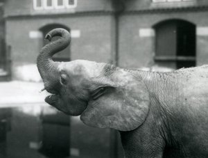 Ung kvinnelig afrikansk pygmeelefant Oojah løfter snabelen i London Zoo, august 1925 av Frederick William Bond
