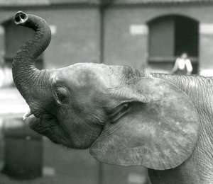 Ung kvinnelig afrikansk pygmeelefant Oojah løfter snabelen i London Zoo, august 1925 av Frederick William Bond