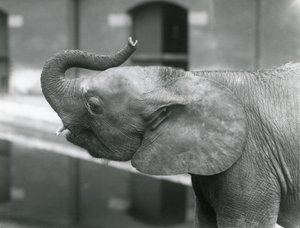 Ung kvinnelig afrikansk pygmeelefant Oojah løfter snabelen i London Zoo, juli 1925 av Frederick William Bond
