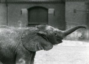 Ung kvinnelig afrikansk pygmeelefant Oojah løfter snabelen for en godbit i London Zoo, juli 1925 av Frederick William Bond