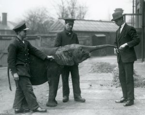 Ung kvinnelig afrikansk pygmeelefant Oojah løfter snabelen for en godbit i London Zoo, juni 1925 av Frederick William Bond