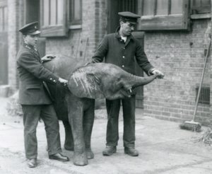 Ung kvinnelig afrikansk pygmeelefant Oojah løfter snabelen for en godbit fra vokterne i London Zoo, april 1925 av Frederick William Bond