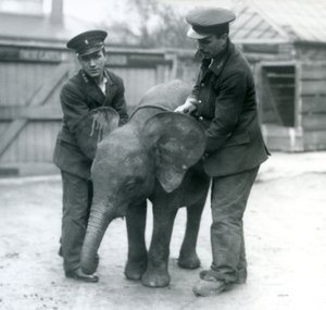 Ung kvinnelig afrikansk pygmeelefant Oojah med to keepere i London Zoo i april 1925 av Frederick William Bond