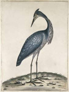 A Heron, 1789 (wc og blekk på papir)