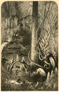 'A Florida Swamp', 1872.