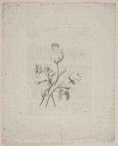 Blomstermotiv