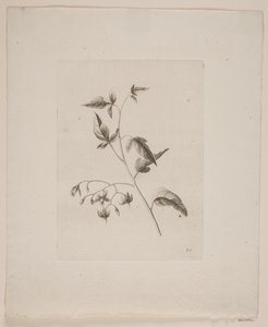 Blomstermotiv