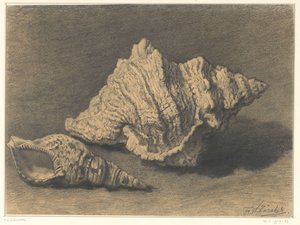 To skjell av Frederik Willem Zürcher