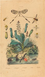 Insekter og blomster av French 19th Century