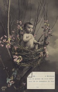 Baby i et rede av French Photographer