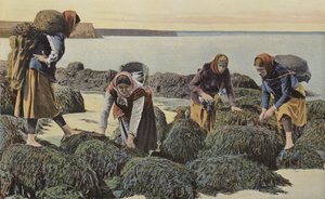 Boulogne-sur-Mer, blåskjelltyper av French Photographer