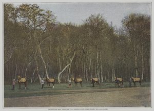 Trener veddeløpshester på La Croix-Saint-Ouen i Foret de Compiegne, Frankrike (fargebilde) av French Photographer