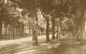 Hyères, Avenue de la Gare, Allee de Palmiers (s/hvitt-bilde) av French Photographer