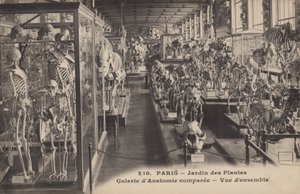 Paris, Jardin Des Plantes av French Photographer