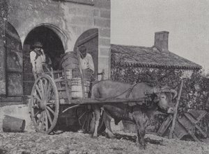 Transport av høstede druer med oksevogn (s/hv-bilde) av French Photographer