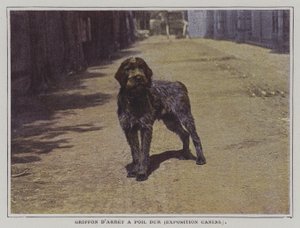 Wirehaired Pointing Griffon (fargebilde) av French Photographer