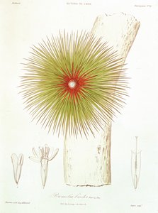 En Bromelia funnet i Andesfjellene, fra 