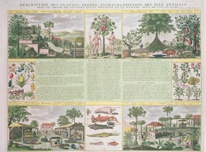 En beskrivelse av planter, trær, dyr og fisk funnet på Antillene, illustrasjon fra Histoire Generale des Antilles Habitees par les Francois Vol. 2 av Jean Baptiste Du Tertre (1610-1687) publisere av French School