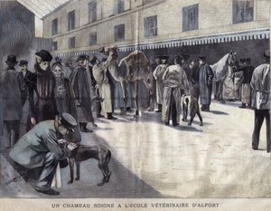 En kamel helbreder ved Veterinary School of Maison Alfort (Maison-Alfort). Illustrasjon av 1899 i ""La petite Gironde"". av French School