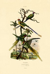 Alexandrine Parakeet, 1833-39 av French School