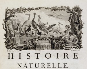 Allegory of Natural History on Birds - in "" Natural, General and Particular History"" av Buffon av French School