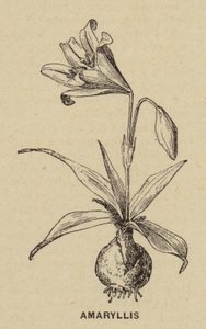 Amaryllis (gravură) norvegiană av French School