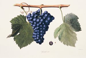 Ampelografi, Grenache-druer fra Cotes du Rhône av French School